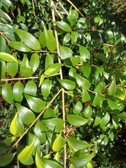 Griselinia ruscifolia