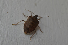 Halyomorpha picus
