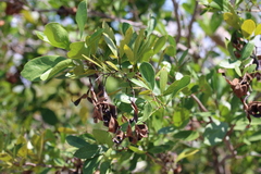 Pithecellobium keyense