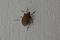 Halyomorpha picus