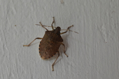 Halyomorpha picus