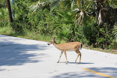 Odocoileus virginianus clavium