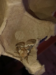 Macromphalia hypoleuca