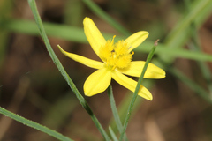 Tricoryne elatior
