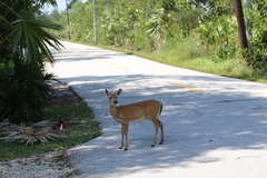 Odocoileus virginianus clavium