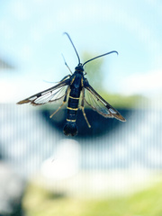 Synanthedon tipuliformis