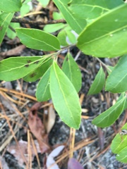 Ilex glabra