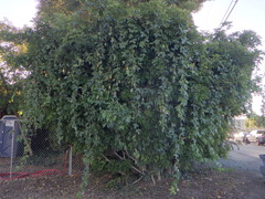 Passiflora tarminiana