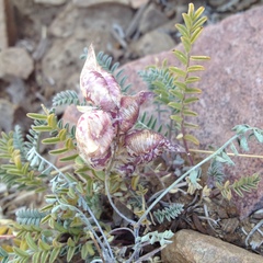 Astragalus lentiginosus semotus
