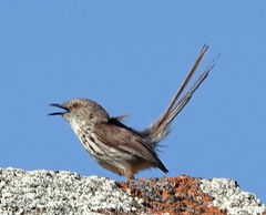 Prinia maculosa maculosa