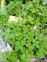 Urtica membranacea