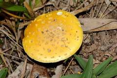 Amanita flavella