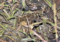 Litoria inermis
