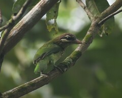 Psilopogon viridis