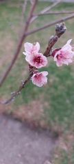 Prunus persica