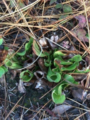 Sarracenia purpurea venosa