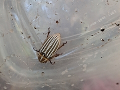 Polyphylla decemlineata