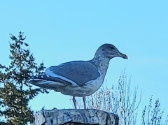Larus glaucescens × occidentalis