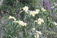 Acacia flavescens