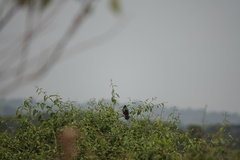 Laniarius erythrogaster