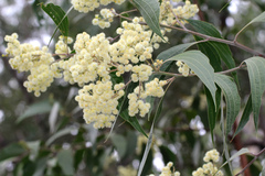 Acacia flavescens
