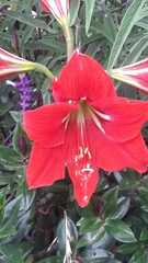 Hippeastrum hybridum