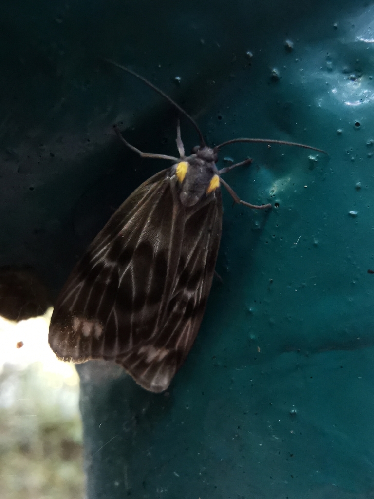 Chrysoglossa demades