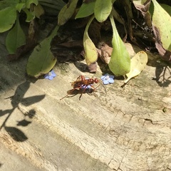 Sphictostethus nitidus