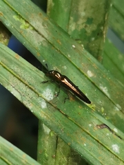 Languriinae