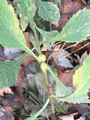 Neolasioptera lycopi