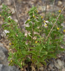 Brickellia cylindracea