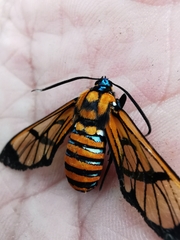 Gymnelia ethodaea