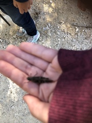 Oedipodinae