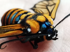 Gymnelia ethodaea