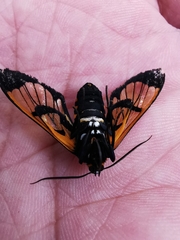 Gymnelia ethodaea