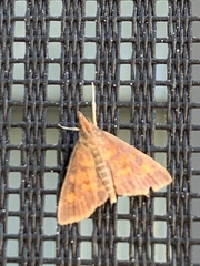 Pyrausta acrionalis