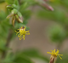 Brickellia cylindracea