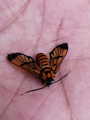 Gymnelia ethodaea