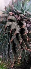 Aristaloe aristata