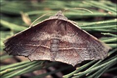 Oenochroma vetustaria