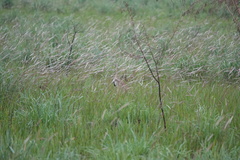 Lissotis melanogaster