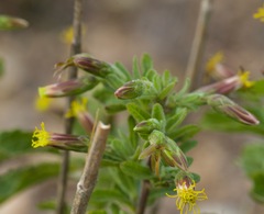 Brickellia cylindracea
