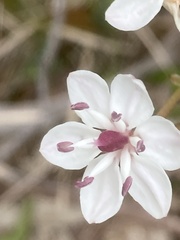Burchardia umbellata