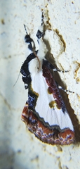 Eudryas unio