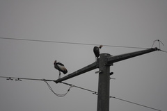 Balearica regulorum