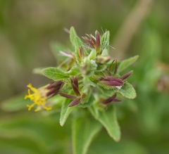 Brickellia cylindracea