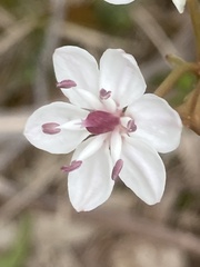 Burchardia umbellata