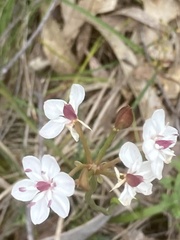 Burchardia umbellata