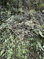 Strobilanthes lachenensis