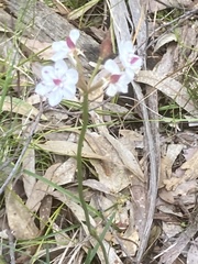 Burchardia umbellata